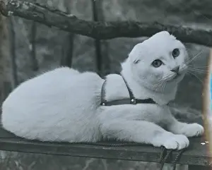 Eared Prints: Dog-eared short-tailed white cat