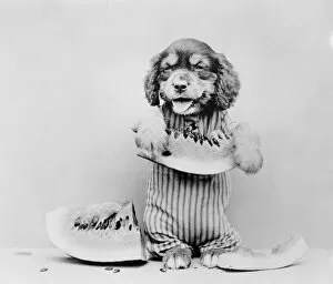 Images Dated 30th March 2012: A dog eating a melon