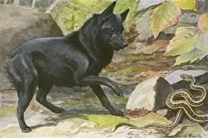 A dog encounters a snake