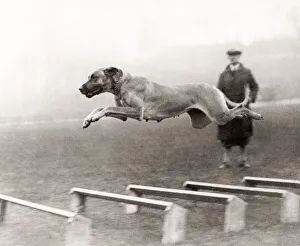 Athlete Gallery: Dog in full flight over hurdles, 1933