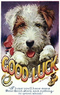Images Dated 1st August 2011: Dog Good Luck Card