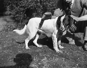 Pointer Prints: Dog being Groomed