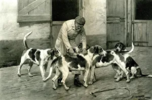 Whip Collection: Dog grooming, English Foxhounds at the Hunt Kennels