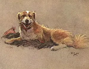 Dog guarding a farm workers coat