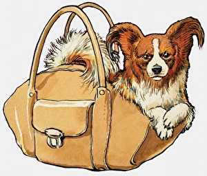 Images Dated 13th September 2006: Dog in a handbag