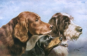 Images Dated 31st October 2016: Three Dog Heads