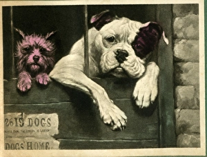 Stray Gallery: In the Dog House