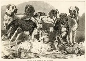 Dog Show Islington