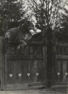 Jumps Gallery: Dog jumping gate with newspaper in mouth