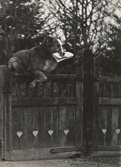 Jumps Gallery: Dog jumping gate with newspaper in mouth