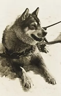 Dog from Jungfrau Railway Polar Dog Colony