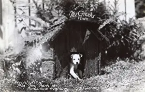 Redwood Prints: Dog in kennel, Redwood Park, California, USA