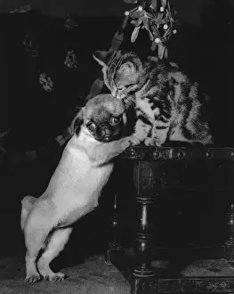 Pekingese Prints: Dog and kitten under the mistletoe