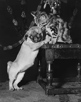 Dog and kitten under the mistletoe