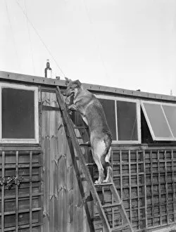 Intelligent Collection: Dog up a Ladder