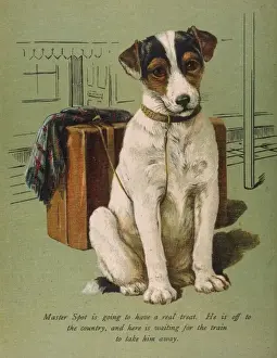 Dog and Luggage