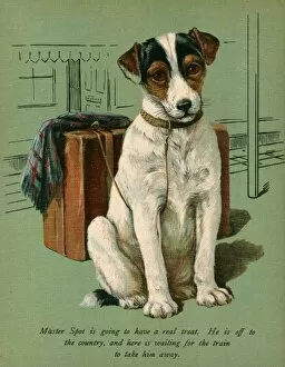 Images Dated 25th July 2011: Dog with Luggage