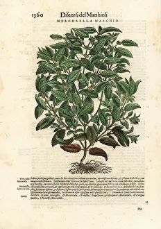Anazarbeo Gallery: Dog mercury, Mercurialis perennis