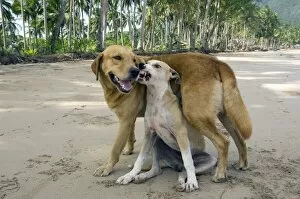 Dog - mongrels play, imitating aggression (the