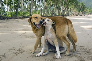 Stray Gallery: Dog - mongrels play, imitating aggression (the