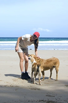 Stray Gallery: Dog - mongrels with tourist - Dogs roam free