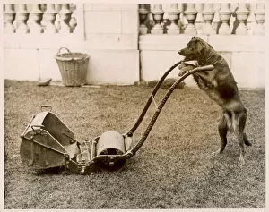 Humour Collection: Dog Mowing the Lawn