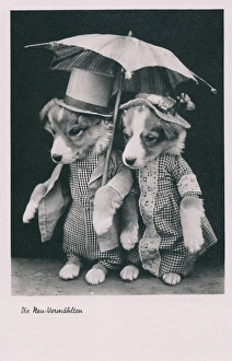 Bridegroom Gallery: Dog newlyweds in human dress on a German postcard