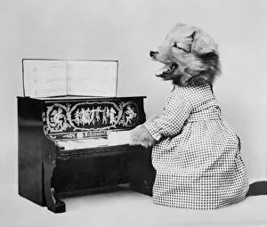 Images Dated 29th March 2012: Dog Pianist