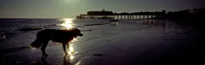 Dog and pier seaside Hastings, East Sussex, England