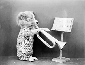 Images Dated 2nd April 2012: Dog Playing a Trumpet