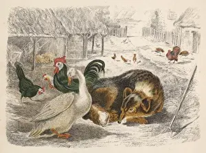 Farm Yard Prints: Dog and Poultry
