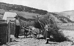 Images Dated 8th December 2011: A dog pulling a cart