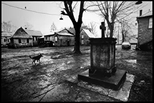 Dog in rainy village square