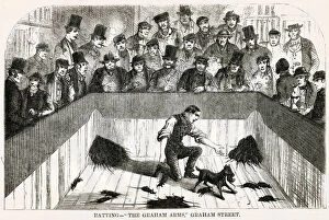 Rats Gallery: Dog ratting 1850s