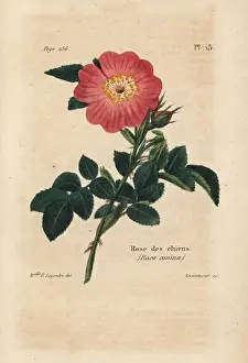 Legendre Prints: Dog rose, Rosa canina