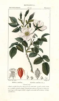 Dog rose, Rosa canina