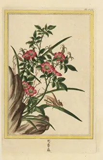 Enluminee Gallery: Dog rose, Rosa species