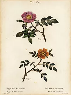 Arbustes Gallery: Dog rose and sweet-briar rose