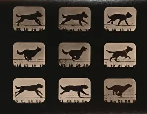 Dog, running