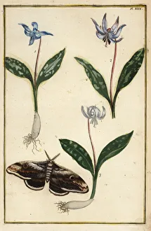 Buchoz Gallery: Dog s-tooth violet and moth