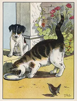 Dog Sees Cat Drink Milk