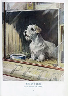 Terriers Collection: The Dog Shop