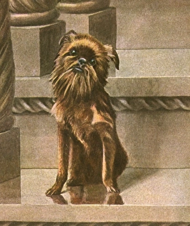 Dog Sitting in Cityscape