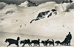 Dog sled on Aletsch Glacier, Jungfrau, Switzerland