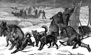 Favoured Prints: Dog Sledges ready for use in the Arctic, 1875