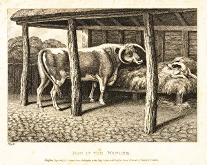 Gay And Phaedrus Prints: A dog sleeping on hay in a barn snarls at a cow trying to eat