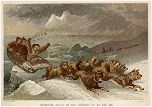 Arctic Prints: Dog Sleigh in Arctic