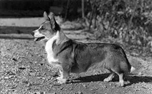 DOG STANDING
