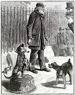 Begging Prints: A dog standing on its hind legs dressed up as a human