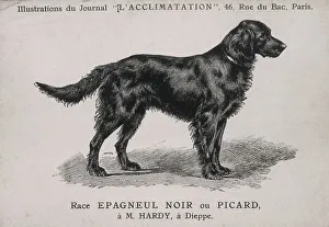 Spaniels Prints: Dog standing side on. Long tail. Date: circa 1900